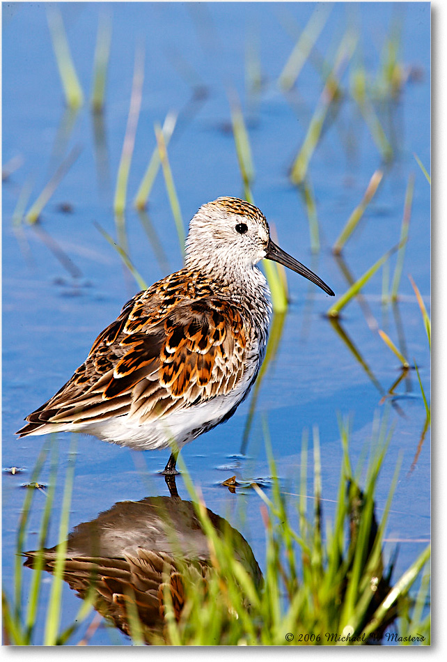 Dunlin_Assateague_2006May_E0K9280 copy