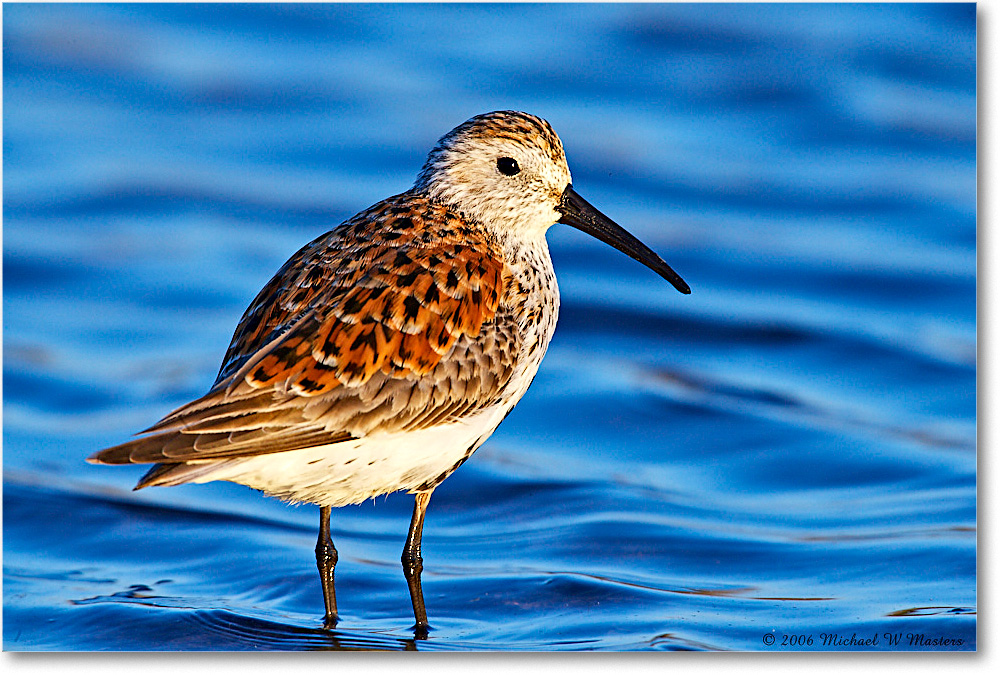 Dunlin_LittleTomsCove_2006May_E0K8710 copy