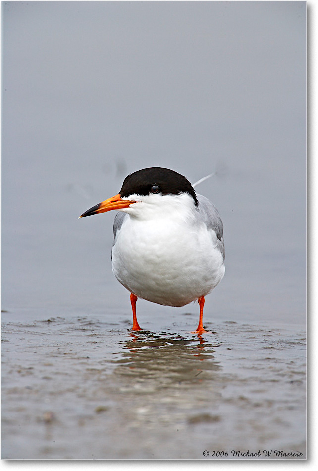 ForstersTern_Assateague-ltc_2006May_E0K8868 copy