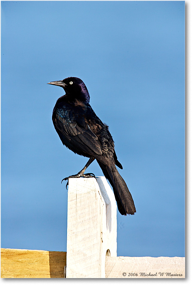 GrackleBoattail_Assateague_2006May_E0K9522 copy