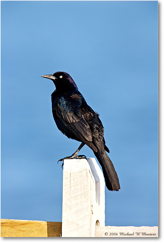 GrackleBoattail_Assateague_2006May_E0K9524 copy