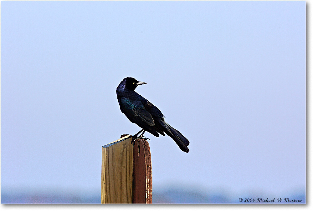 GrackleBoattail_Assateague_2006May_Y2F8155 copy