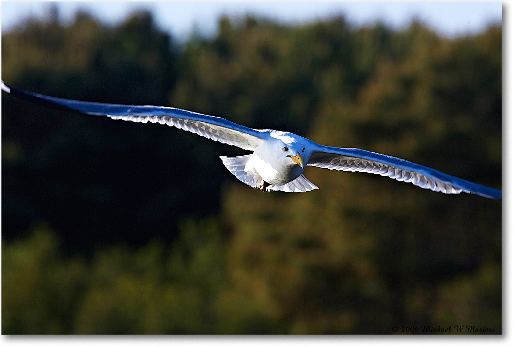 HerringGull_ChinclNWR_2006May_Y2F8055 copy