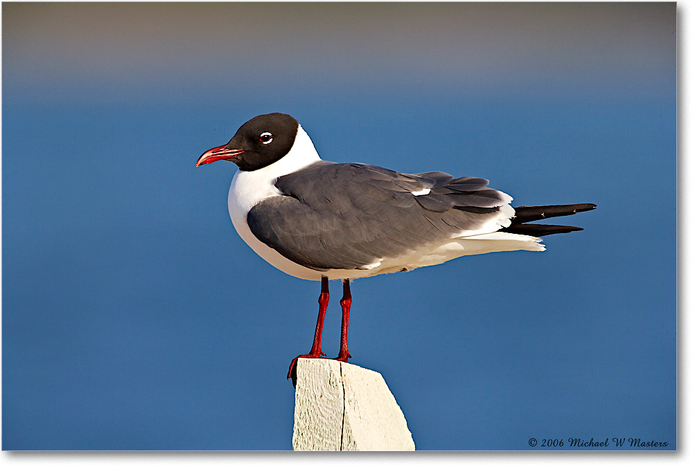 LaughingGull_Assateague_2006May_E0K9417 copy