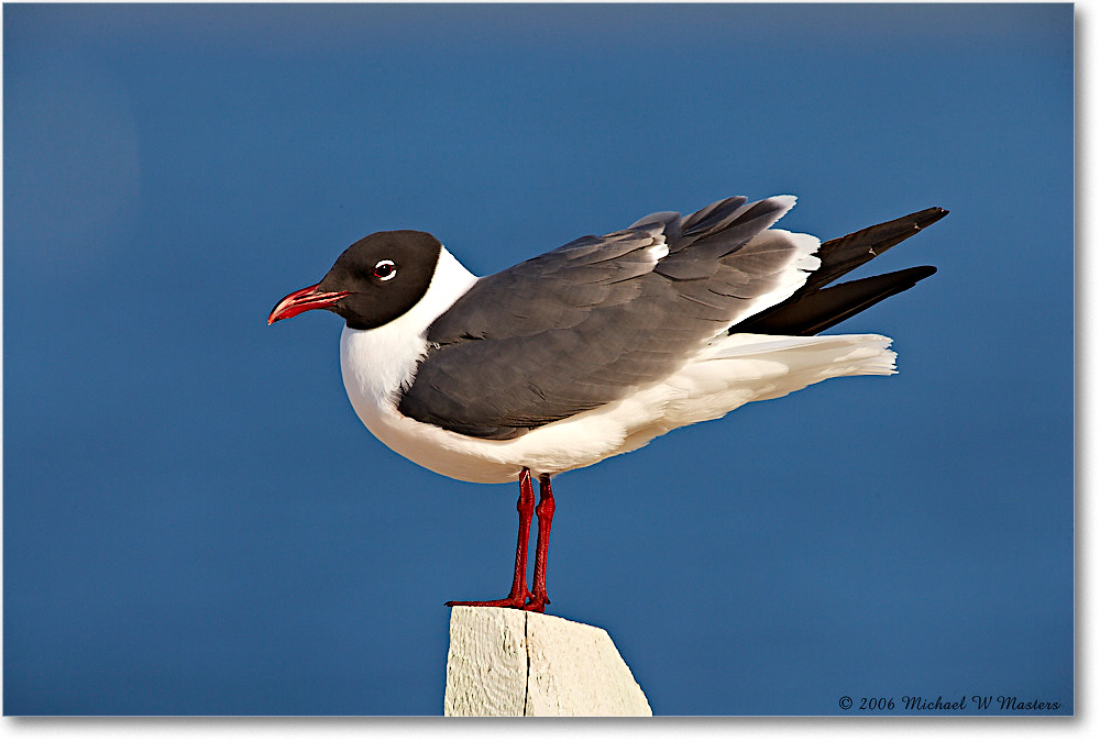 LaughingGull_Assateague_2006May_E0K9431 copy