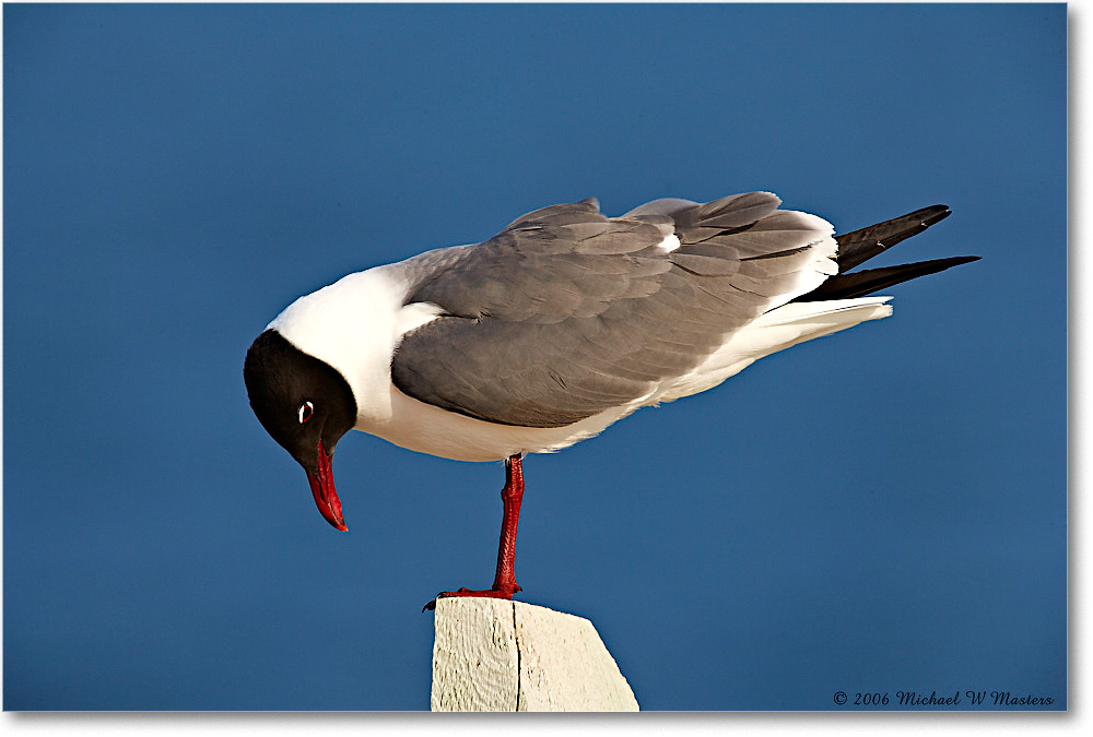 LaughingGull_Assateague_2006May_E0K9447 copy