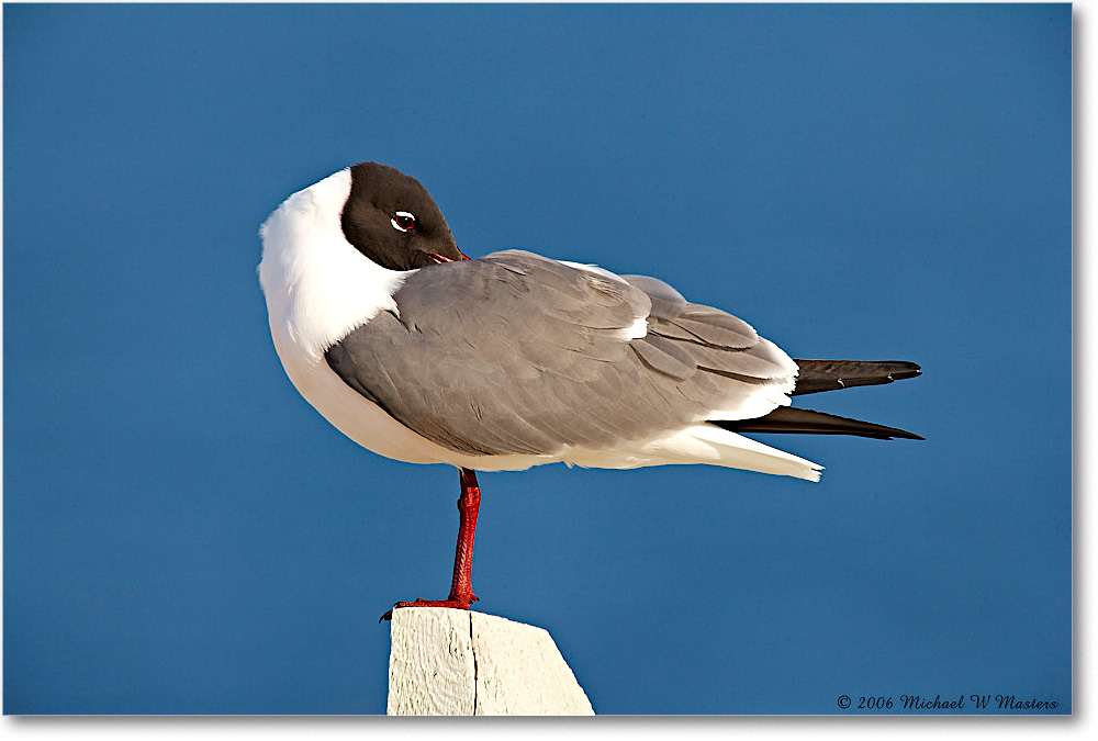 LaughingGull_Assateague_2006May_E0K9450 copy