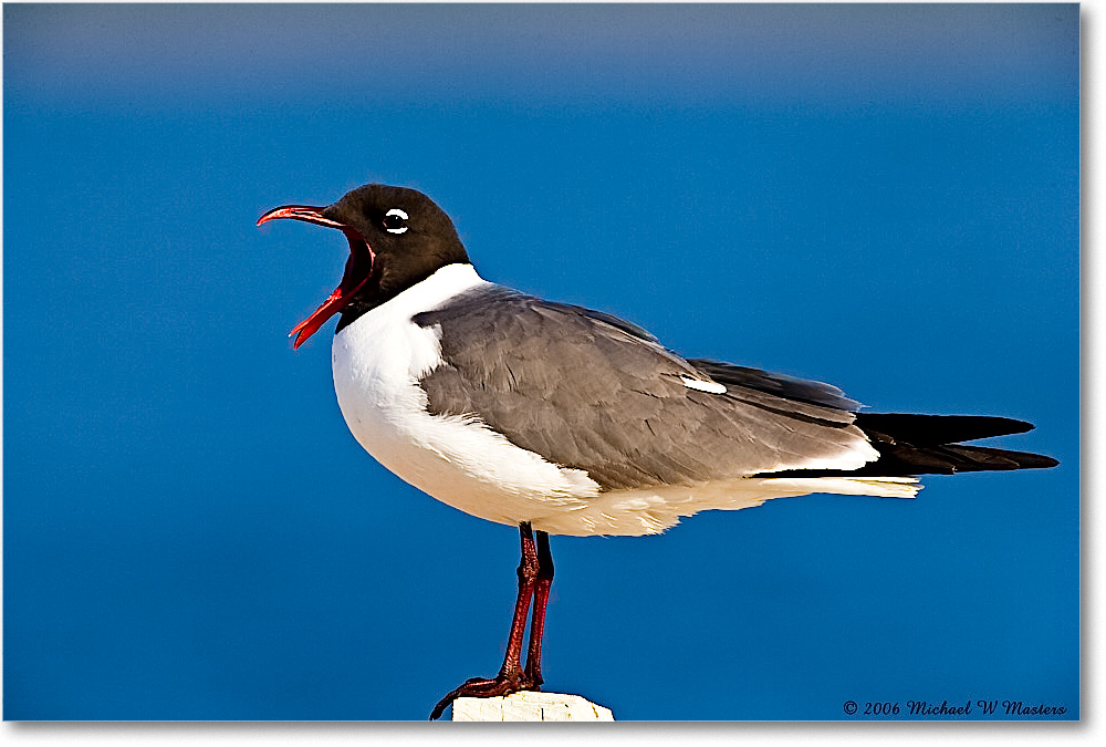 LaughingGull_Assateague_2006May_E0K9485 copy