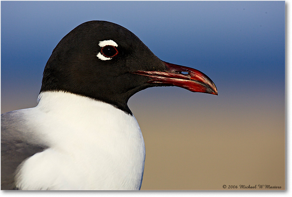 LaughingGull_Assateague_2006May_Y2F7961 copy
