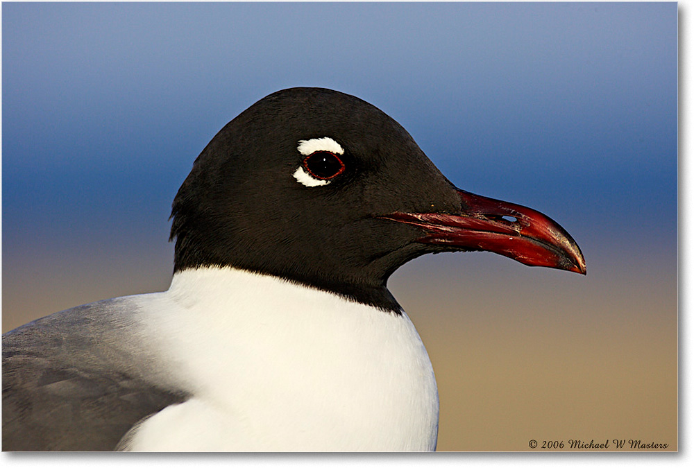 LaughingGull_Assateague_2006May_Y2F7965 copy