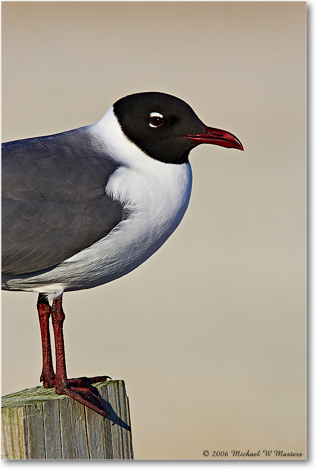LaughingGull_Assateague_2006May_Y2F8080 copy