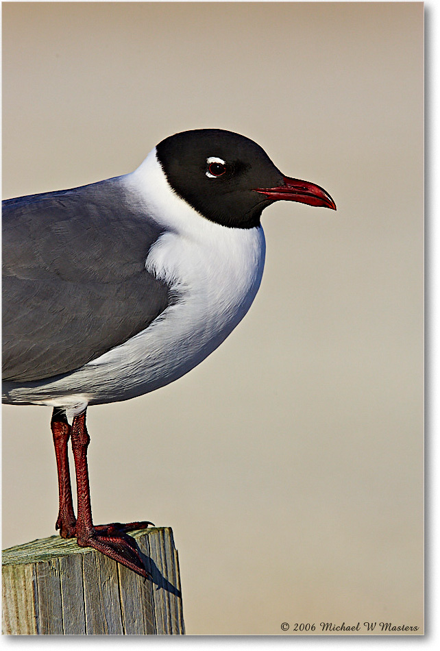 LaughingGull_Assateague_2006May_Y2F8081 copy