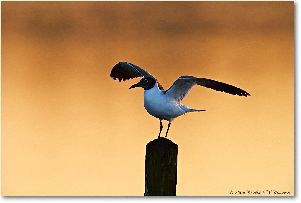 LaughingGull_ChincoNWR-sc_2006May_E0K9072 copy