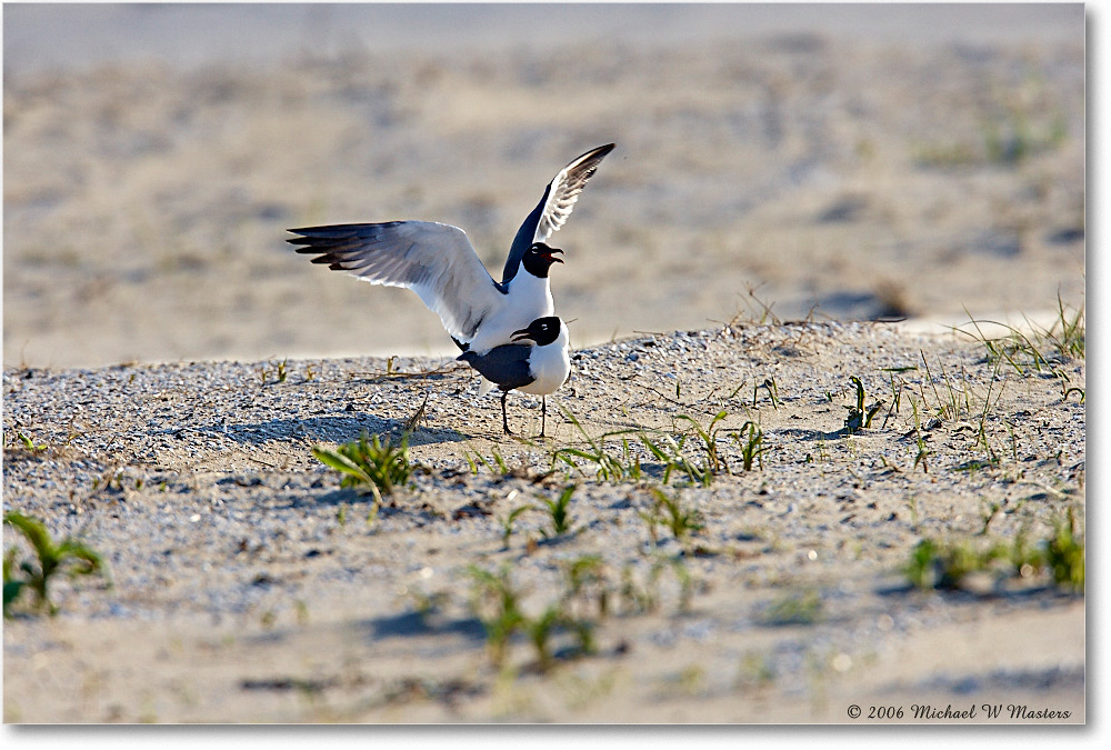 LaughingGulls_Assateague_2006May_E0K9368 copy