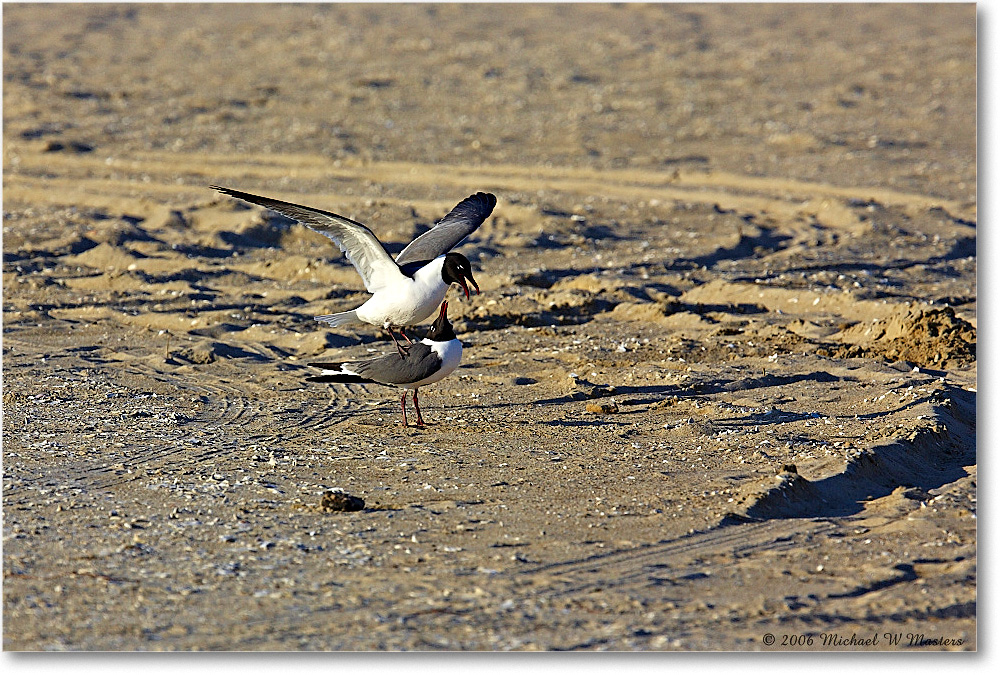LaughingGulls_Assateague_2006May_Y2F8111 copy