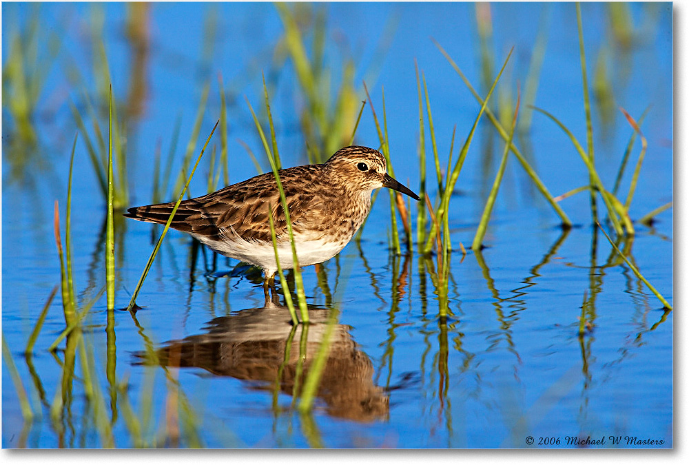 LeastSandpiper_Assateague_2006May_E0K8632 copy