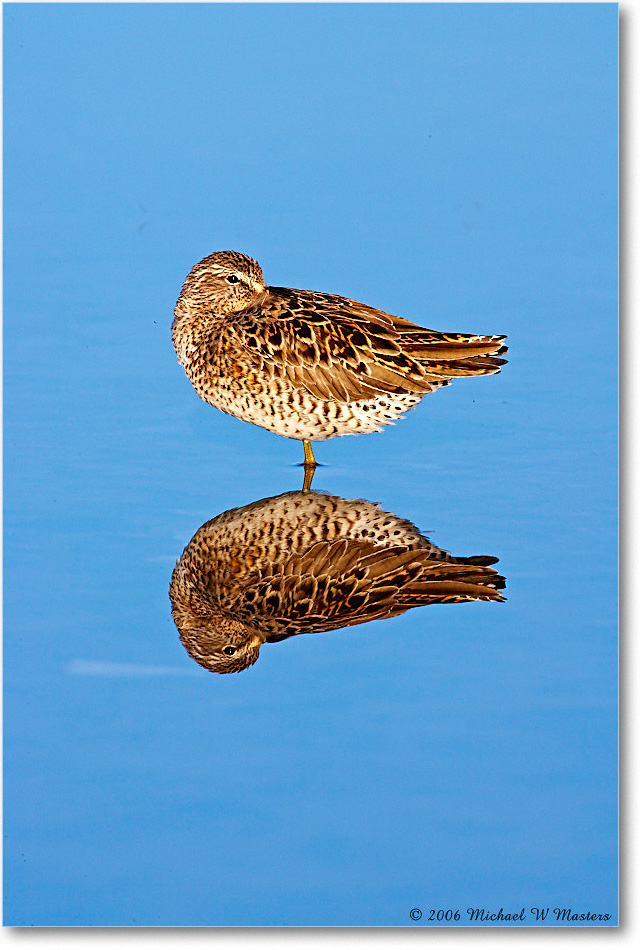 LeastSandpiper_Assateague_2006May_E0K9147 copy