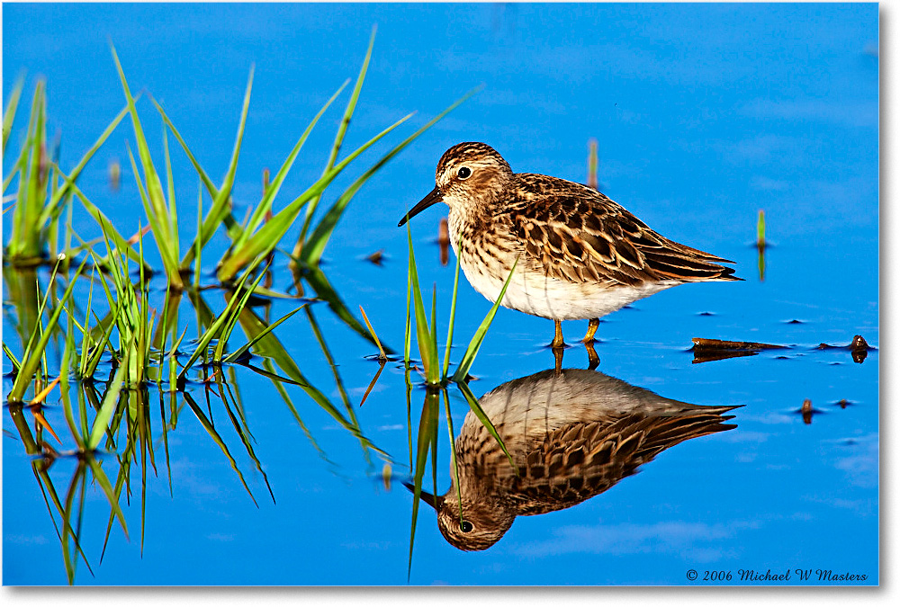 LeastSandpiper_Assateague_2006May_E0K9169 copy