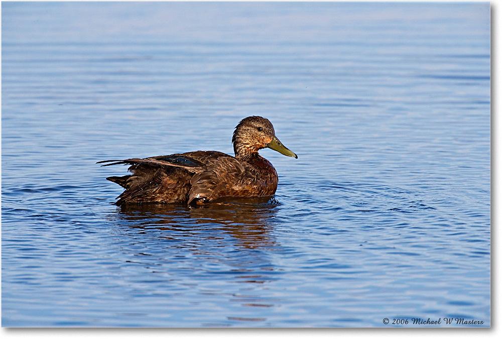 MallardFemale_ChincoNWR_2006May_E0K9701 copy