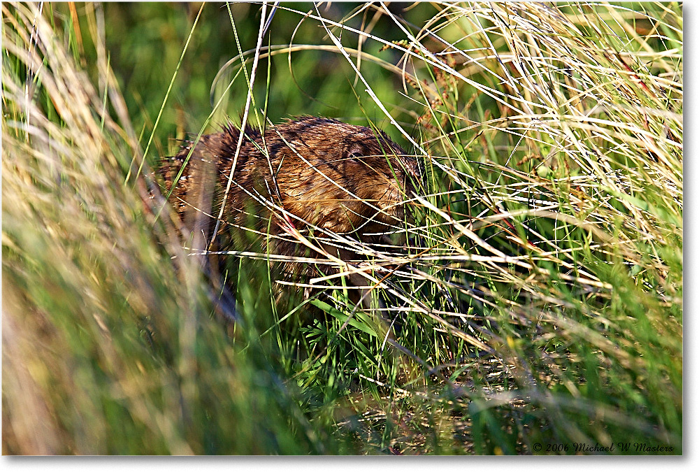 Muskrat_ChincoNWR_2006May_Y2F8023 copy