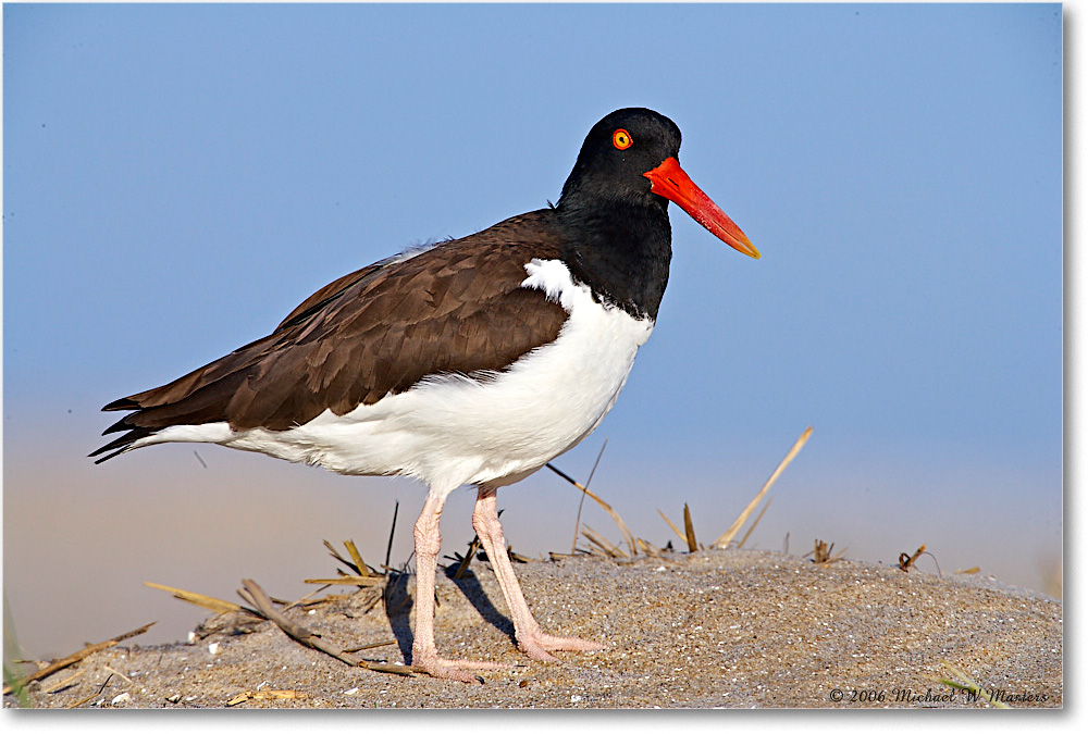 Oystercatcher_Assateague_2006May_E0K8621 copy