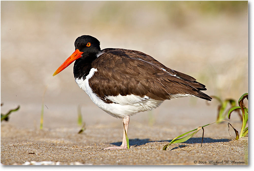 Oystercatcher_Assateague_2006May_E0K9402 copy