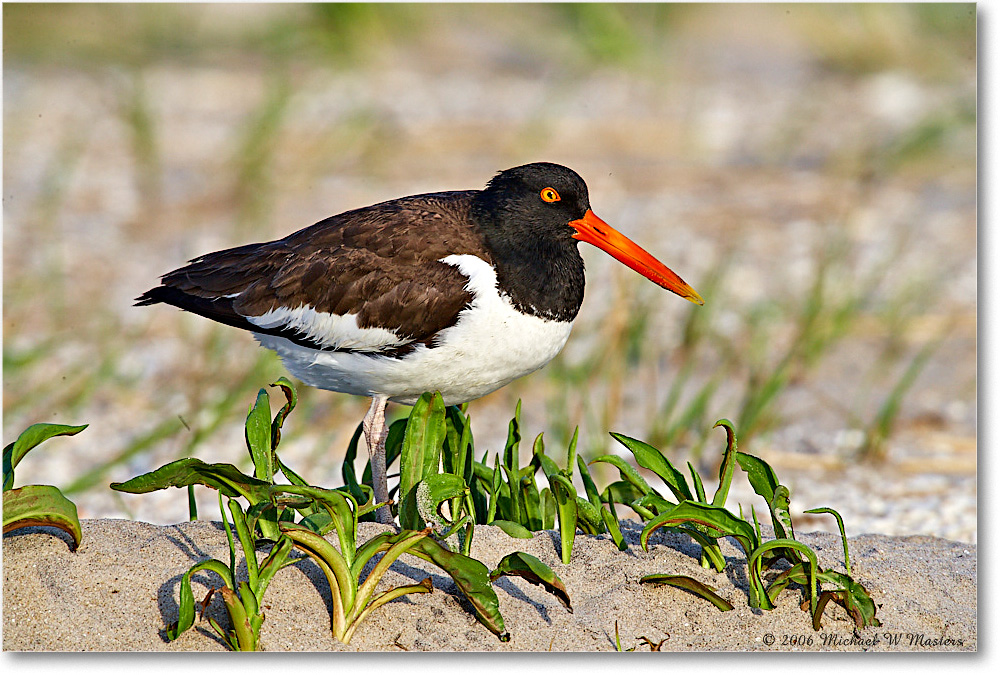 Oystercatcher_Assateague_2006May_E0K9752 copy