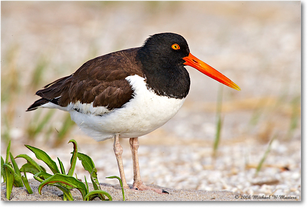 Oystercatcher_Assateague_2006May_E0K9776 copy