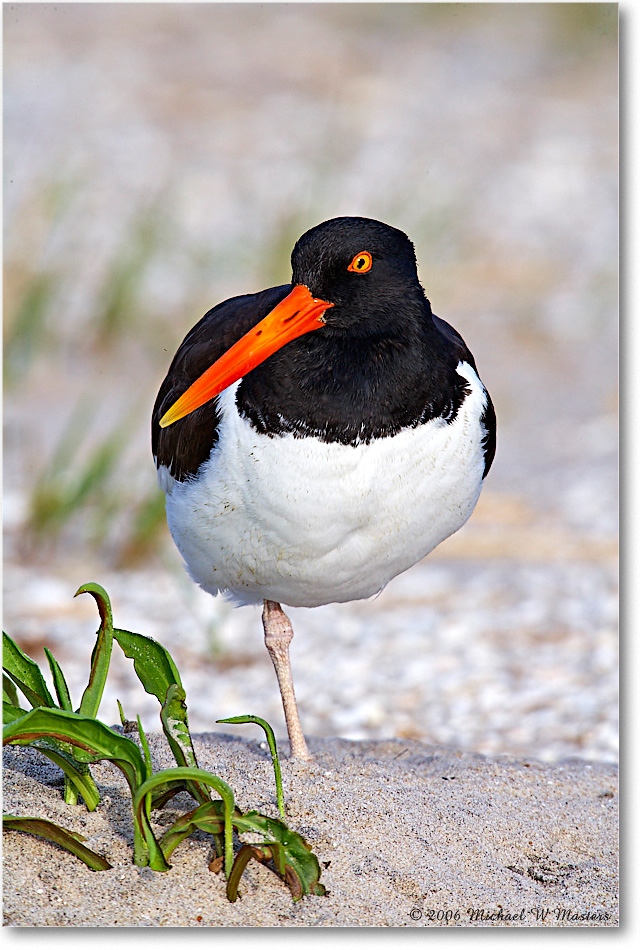 Oystercatcher_Assateague_2006May_E0K9802 copy
