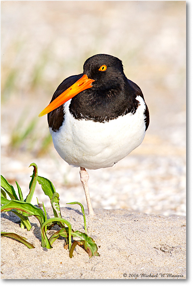 Oystercatcher_Assateague_2006May_E0K9810 copy