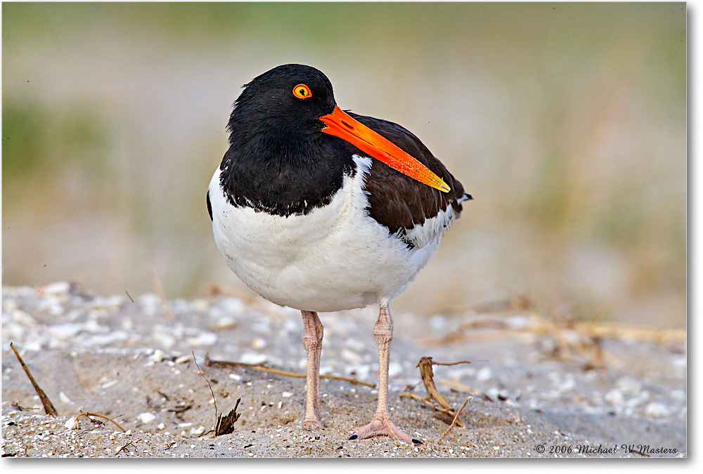 Oystercatcher_Assateague_2006May_E0K9830 copy