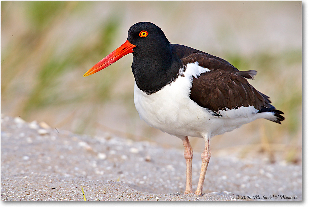 Oystercatcher_Assateague_2006May_E0K9831 copy