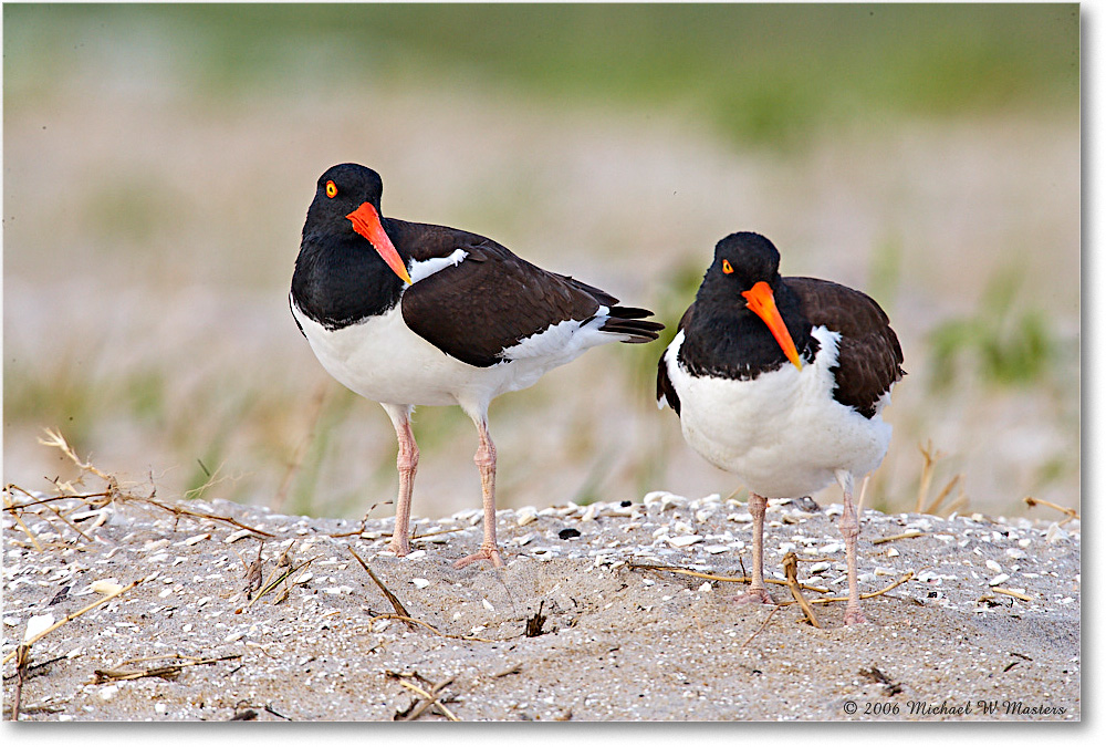 Oystercatchers_Assateague_2006May_E0K9823 copy