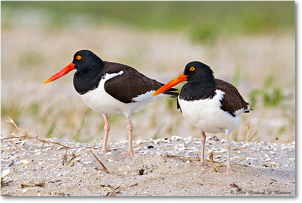 Oystercatchers_Assateague_2006May_E0K9826 copy