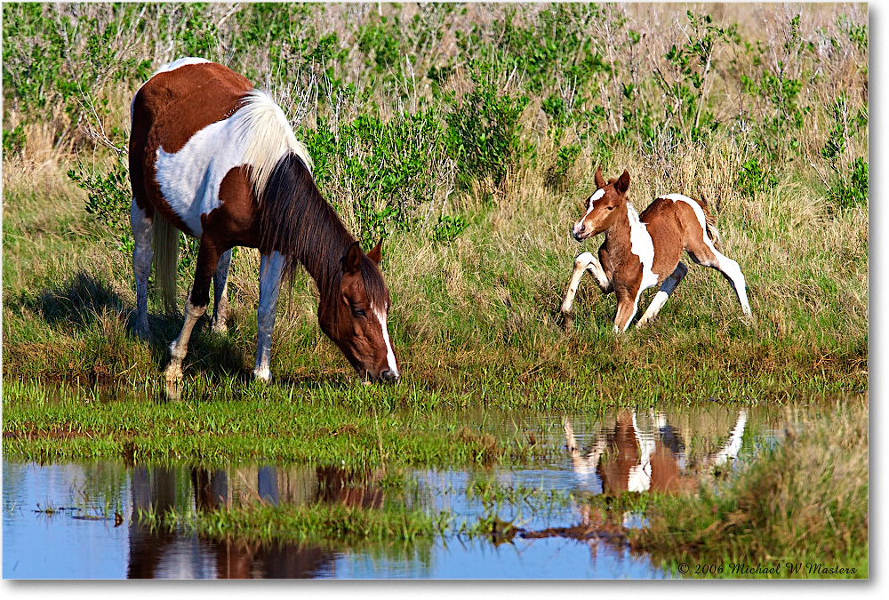 Pony&Foal_ChincoNWR-bdm_2006May_E0K9545 copy
