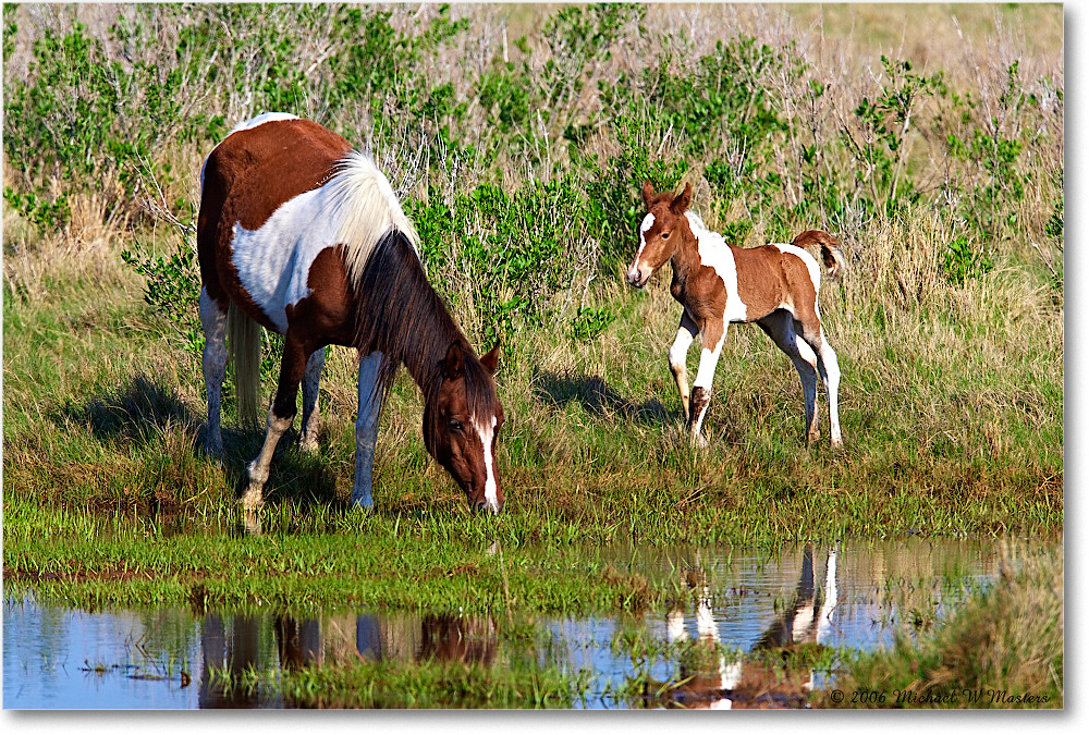Pony&Foal_ChincoNWR-bdm_2006May_E0K9547 copy