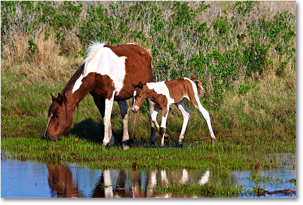 Pony&Foal_ChincoNWR-bdm_2006May_E0K9561 copy