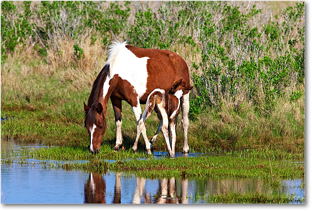 Pony&Foal_ChincoNWR-bdm_2006May_E0K9569 copy