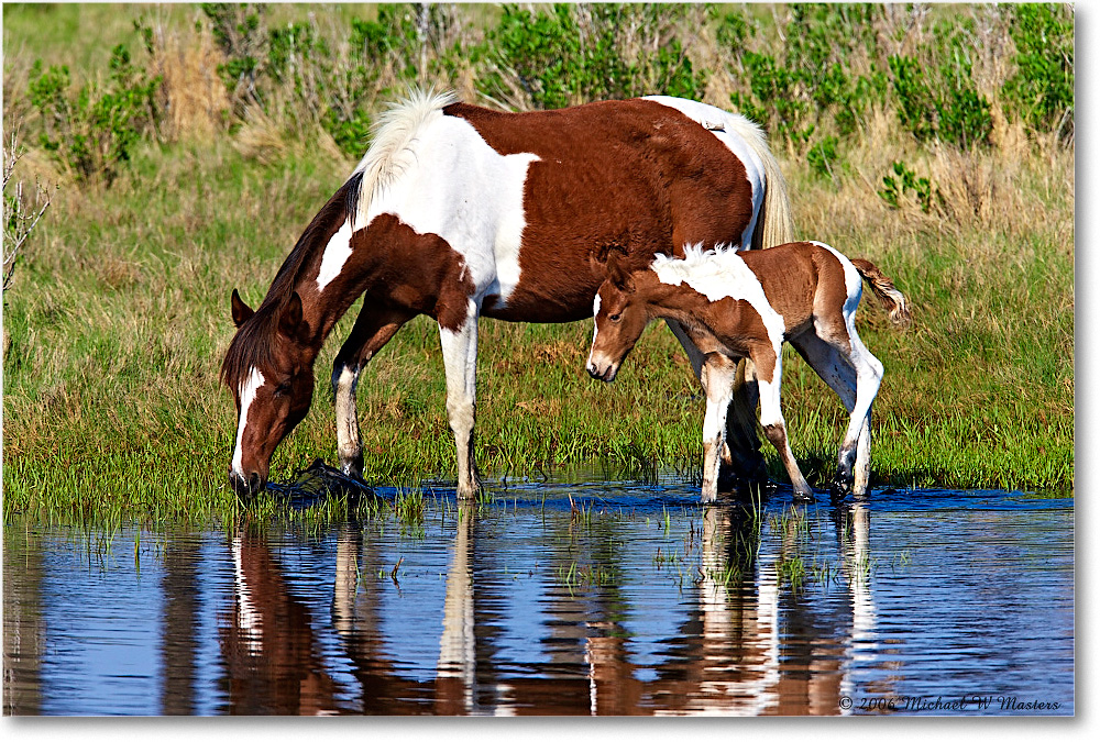 Pony&Foal_ChincoNWR-bdm_2006May_E0K9640 copy