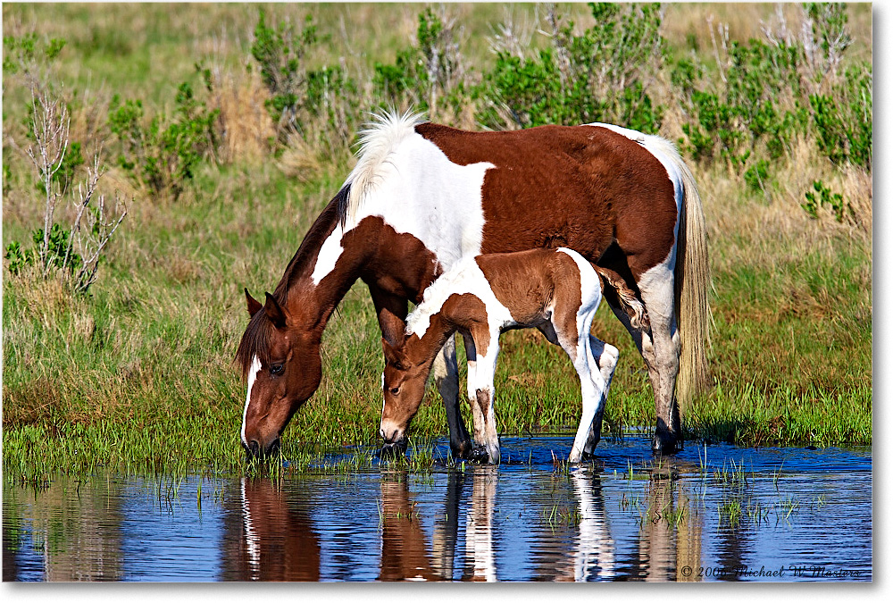 Pony&Foal_ChincoNWR-bdm_2006May_E0K9641 copy