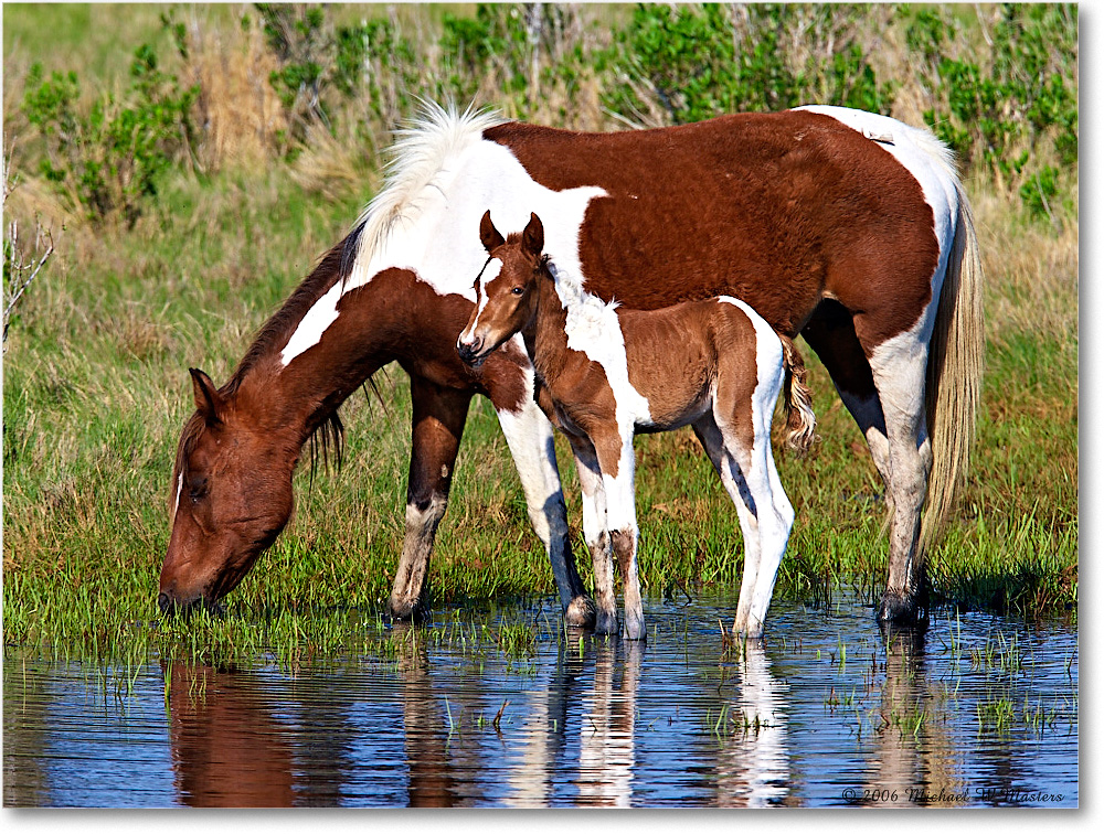 Pony&Foal_ChincoNWR-bdm_2006May_E0K9651 copy