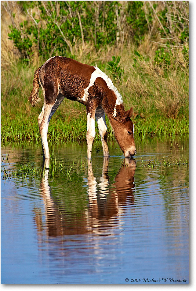 PonyFoal_Chinc0NWR-bdm_2006May_E0K9597 copy