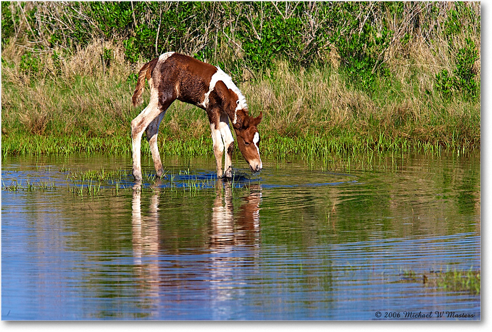 PonyFoal_ChincoNWR-bdm_2006May_E0K9585 copy