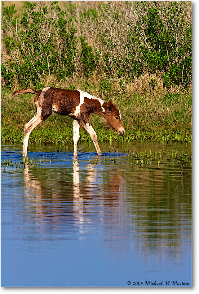 PonyFoal_ChincoNWR-bdm_2006May_E0K9590 copy