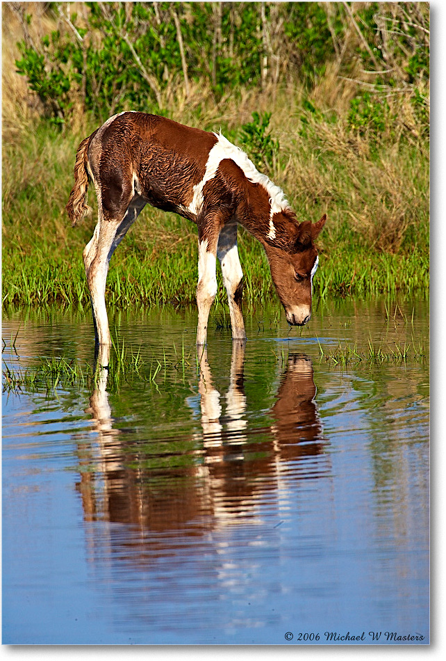 PonyFoal_ChincoNWR-bdm_2006May_E0K9598 copy