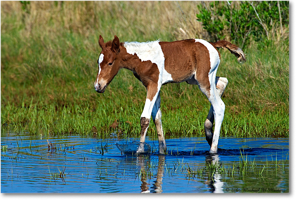 PonyFoal_ChincoNWR-bdm_2006May_E0K9608 copy
