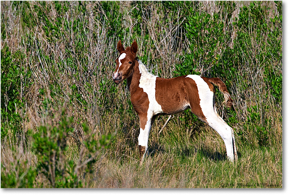 PonyFoal_ChincoNWR-bdm_2006May_E0K9616 copy