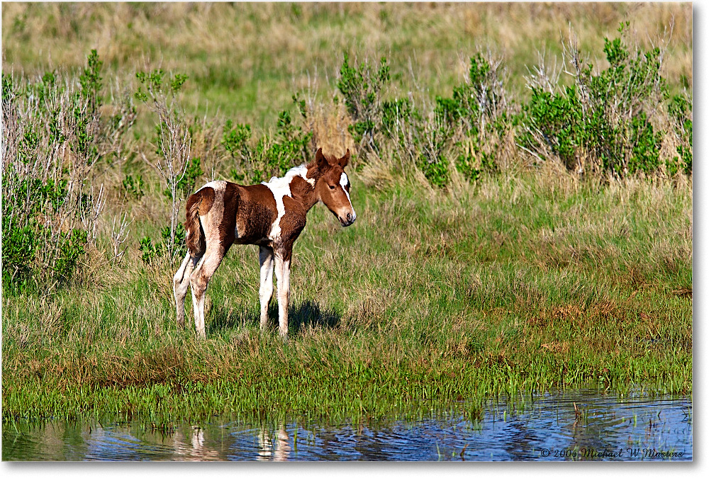 PonyFoal_ChincoNWR-bdm_2006May_E0K9632 copy