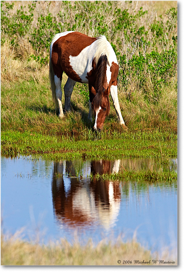 Pony_ChincoNWR-bdm_2006May_E0K9539 copy