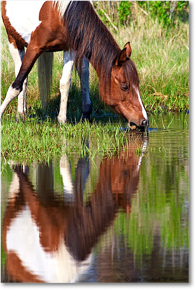 Pony_ChincoNWR-bdm_2006May_E0K9620 copy